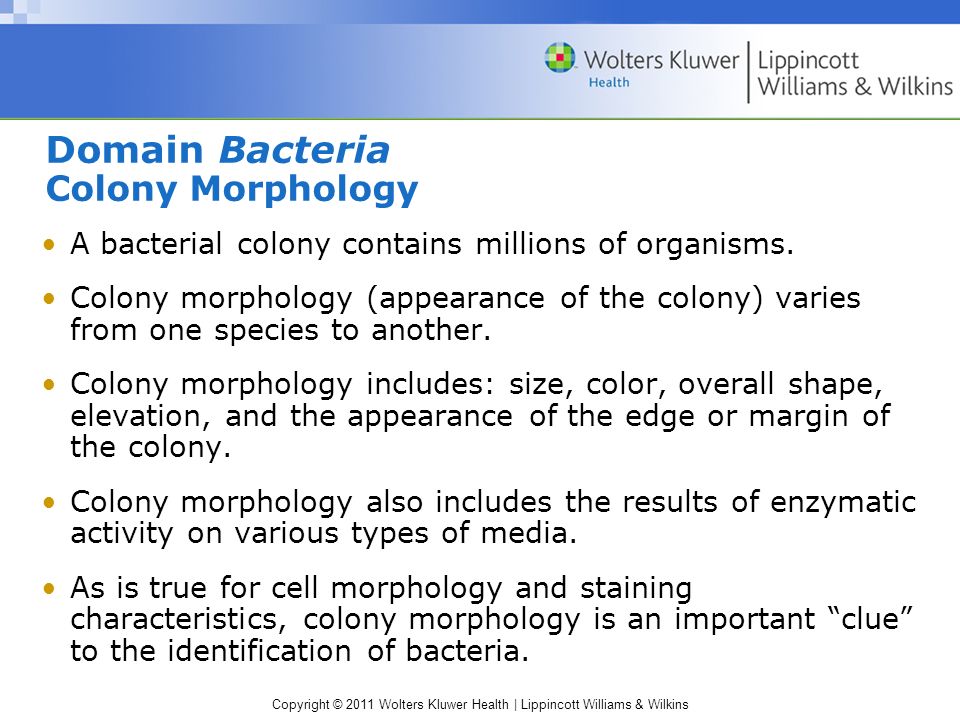 Difference Between Bacterial and Fungal Colonies